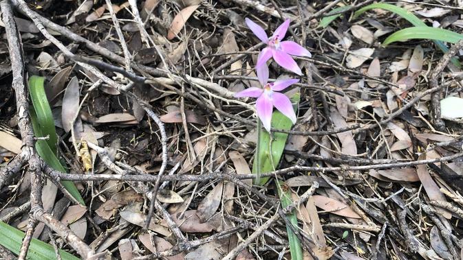Bunga Liar Fairy Orchid di Taman Nasional Leeuwin Naturaliste, Australia Barat (Liputan6.com/Shinta NM Sinaga)