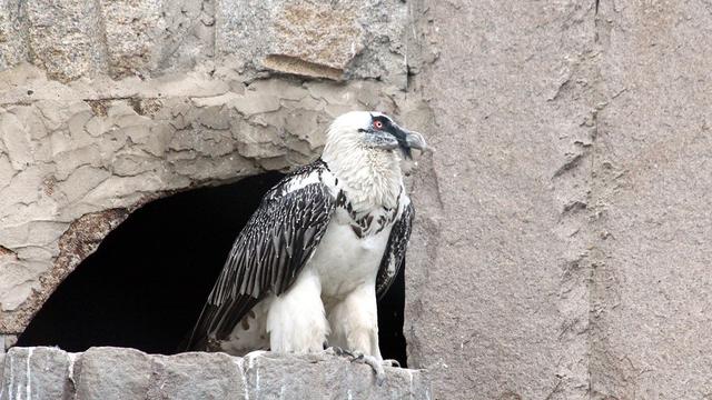 5 Fakta Bearded Vulture Burung  Bangkai Pemakan Tulang 