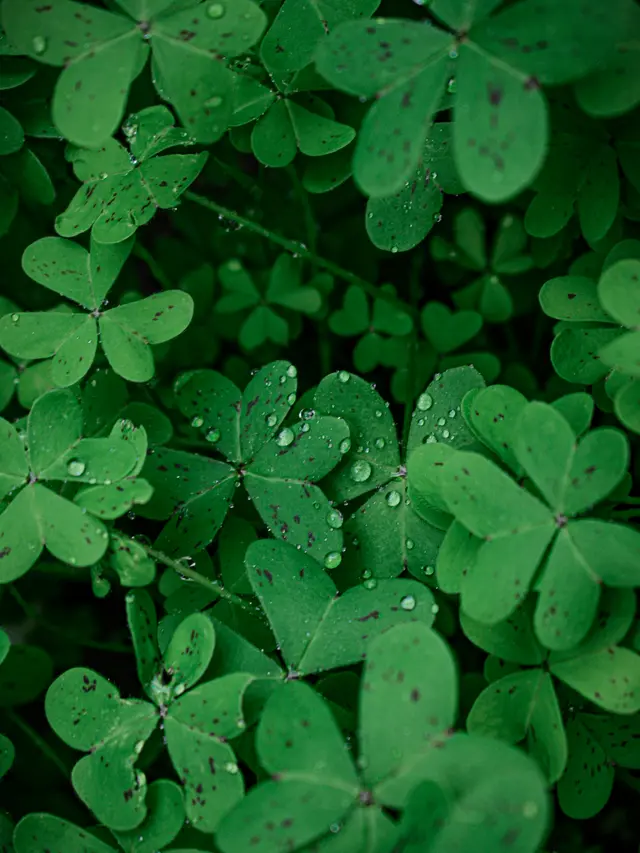 Semanggi, water clover