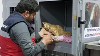 Relawan Mohammed Alaa al-Jalil merawat seekor kucing yang dia selamatkan dari puing-puing bangunan yang hancur akibat gempa di penampungan hewan di al-Bab, di provinsi Aleppo, Suriah yang dikuasai pemberontak pada 24 Februari 2023. Bencana itu menewaskan lebih dari 45.000 orang di kedua negara. (AFP/Rami al Sayed)