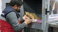 4 Cara Atasi Kucing yang Sering Bersembunyi