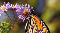 Kupu-kupu jadi salah satu hewan paling setia di dunia (pixabay)