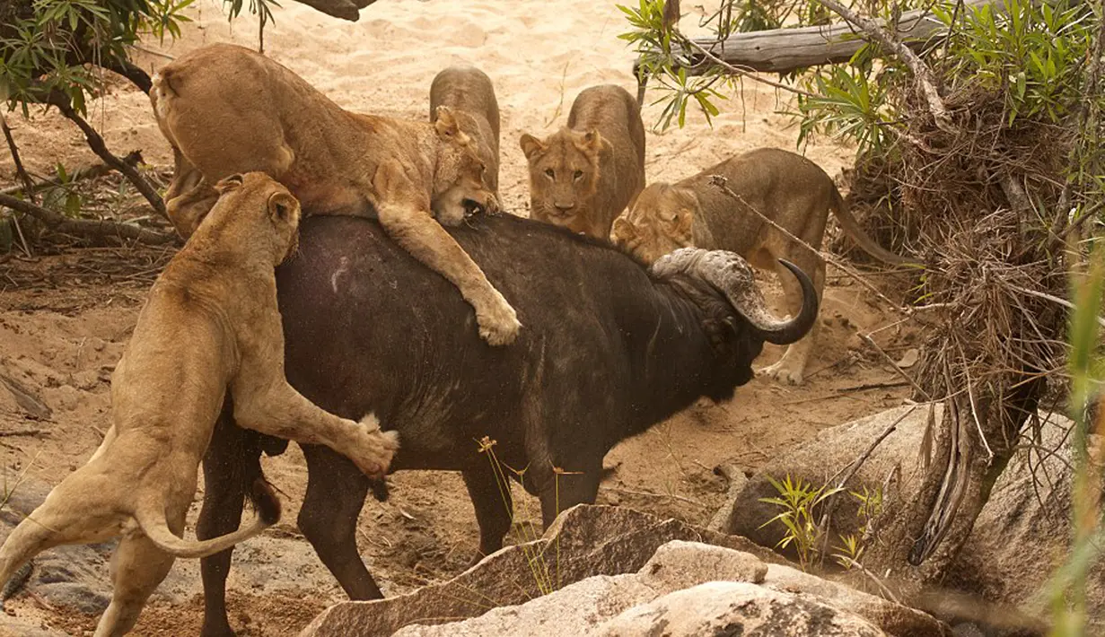 Seekor kerbau tua yang sedang berjalan diserang lima ekor singa lapar di Londolizi Game Reserve, dekat Taman Nasional Kruger, Afrika, Kamis (23/7/2015). (Dailymail)