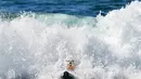 Seekor anjing berselancar di atas ombak saat mengikuti kompetisi tahunan City Surf Dog di Huntington Beach, California, Sabtu (29/9). Dengan papan selancarnya, puluhan anjing peserta berkompetisi menaklukkan ganasnya ombak. (AFP/Frederic J. BROWN)