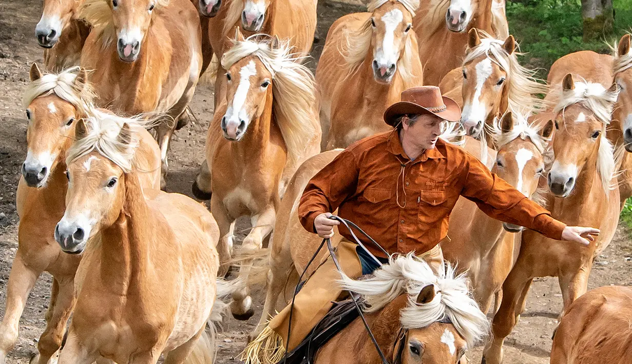 Seorang joki kuda mengatur kuda-kudanya saat menuju peternakan pejantan Haflinger di Meura, Jerman (29/4). Lebih dari 300 kuda jenis Haflinger tinggal di peternakan terbesar di Eropa tersebut. (AP Photo / Jens Meyer)