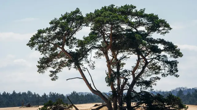 Hoge Veluwe National Park