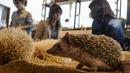 Seekor landak berada dalam kandangnya di kafe landak, Tokyo, Jepang, 5 April 2016. Di kafe ini, sekitar 20-30 landak disimpan di sebuah akuarium kecil agar dapat dipegang oleh pelanggan. (REUTERS/Thomas Peter)