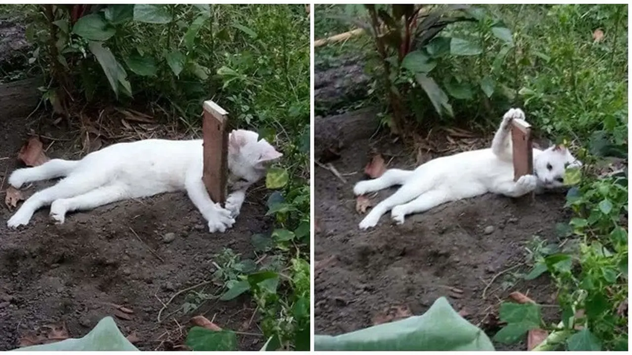 Potret Kucing Peluk Makam Adiknya yang Ketabrak Motor Ini Bikin Haru