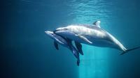 Saksikan bagaimana untuk pertama kalinya spesies lumba-lumba ini tertangkap kamera melahirkan anaknya.