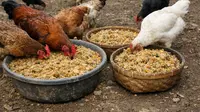 Cara Buat Pakan Ayam Starter dari Beras Aking dan Jagung Giling, Murah dan Bermanfaat