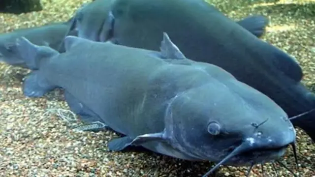 Unik, Ikan Lele Berburu Merpati