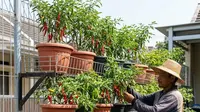 10 Desain Kebun Cabai di Pagar Kawat Ram Sistem Tempel, Solusi Lahan Sempit