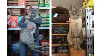 Kucing dengan panjang 75 cm ini merupakan daya tarik bagi sebuah penampungan kucing dan toko perlengkapan hewan.