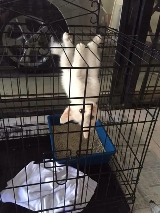 7 Kelakuan Nyeleneh Kucing Salah Pergaulan Ini Bikin Heran