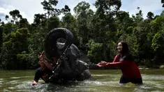 Pawang dan pengunjung memandikan gajah sumatra jinak di Conservation Respons Unit (CRU) Sampoiniet, Aceh, Minggu (7/6/2020). Memasuki masa new normal pencegahan COVID-19, CRU Sampoiniet kembali membuka wisata konservasi meski membatasi jumlah kunjungan wisatawan. (CHAIDEER MAHYUDDIN/AFP)