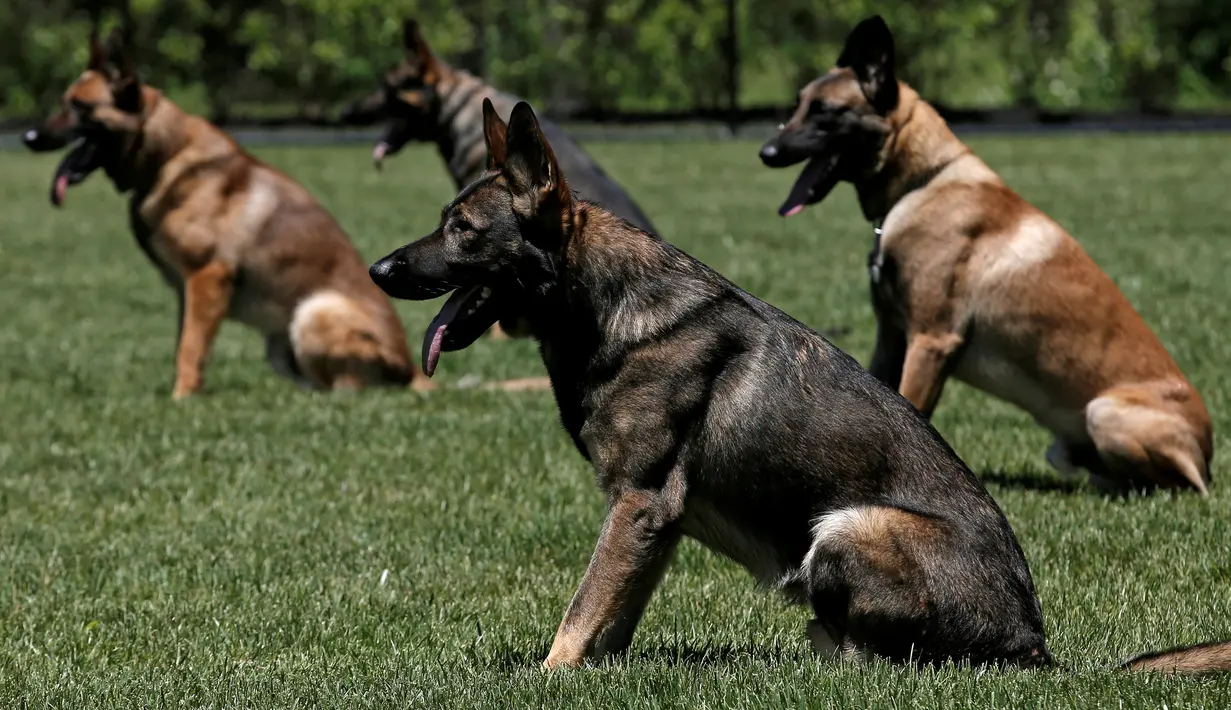 Anjing dan majikannya adu goyang (foto  : rueters)