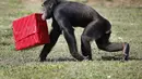 Seekor simpanse membawa hadiah Natal saat acara 'Christmas with the Chimps' di Lion Country Safari, Florida (22/12). Acara ini sudah menjadi tradisi di kebun binatang tersebut selama 20 tahun. (AFP PHOTO/Rhona Wise)