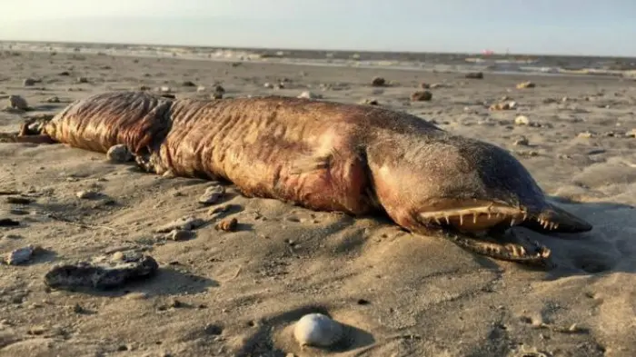 Makhluk misterius yang terdampar di sebuah pantai di Texas (Twitter/@preetalina)