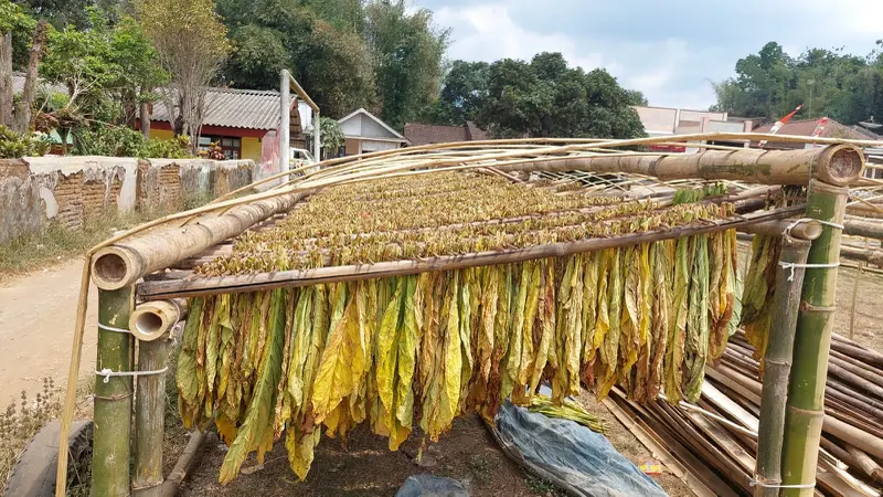 Hasil panen petani tembakau.