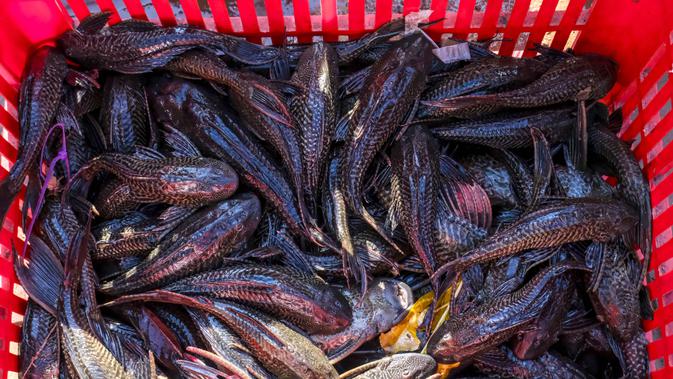 Pengawasan Produsen Makanan Jakarta Diperketat Setelah Kasus Ikan Sapu-Sapu