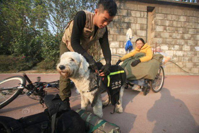 Ding memasang pengaman pada anjingnya sebelum melakukan perjalanan | foto: copyright chinadaily.com.cn