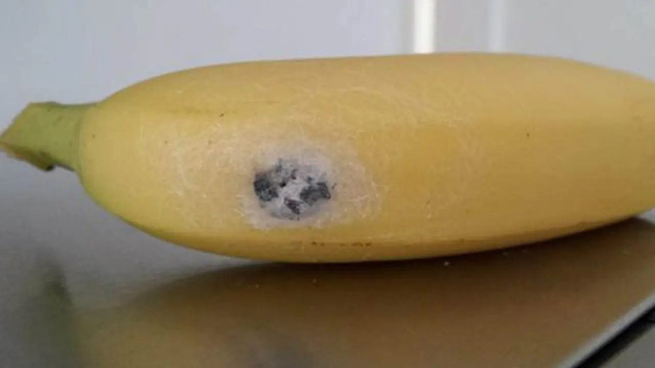 Laba-laba Beracun Bersarang di Pisang