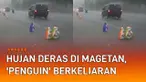 Sebuah pemandangan unik terekam kamera warga. Tampak hujan deras dan angin kencang menerjang Magetan, Jawa Timur. Namun di tengah cuaca buruk tersebut, terekam beberapa 'penguin' berkeliaran.