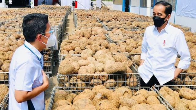 Mengenal Tanaman Porang, Umbi-umbian yang Disebut Jokowi Bisa Gantikan Beras