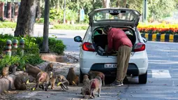 Seorang pengendara mobil membagikan pisang pada kawanan monyet yang berkeliaran di tengah aturan lockdown di New Delhi, India (2/4/2020). (AFP/Jewel Samad)