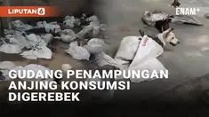 Sebuah gudang di Trembelang, Banyuwangi digerebek pecinta hewan pada Sabtu (16/11/2024). Sebanyak 64 anjing ditemukan masing-masing terikat di dalam karung. Bukan untuk peliharaan, anjing-anjing itu untuk dikonsumsi.
