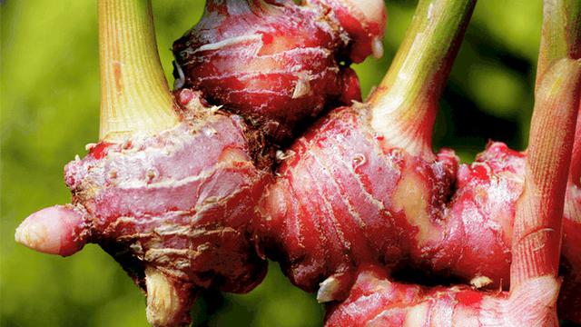 Tanaman Jahe Merah | Sumber: maxmanroe.com