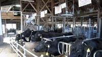 Noto, sapi kloning yang mati (paling kanan). (Dokumentasi Pemerintah Prefektur Ishikawa di Jepang)