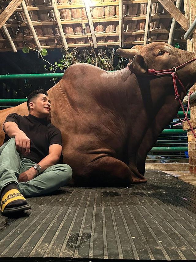 Potret Irfan Hakim Bersama Wariso dan Golden, Sapi Kurban 2023