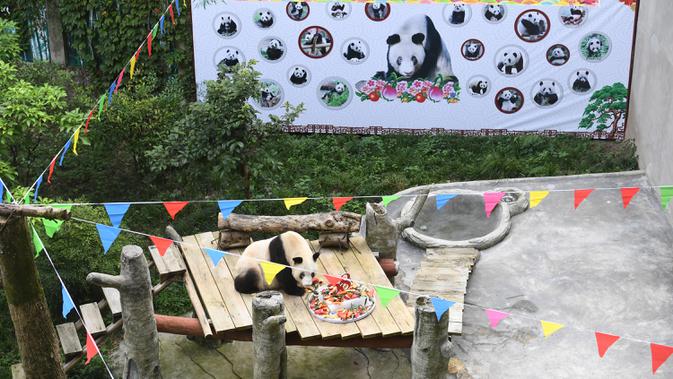 Panda raksasa Xinxing menikmati kue ulang tahun spesialnya di Kebun Binatang Chongqing di Kota Chongqing, China pada 16 Agustus 2020. 