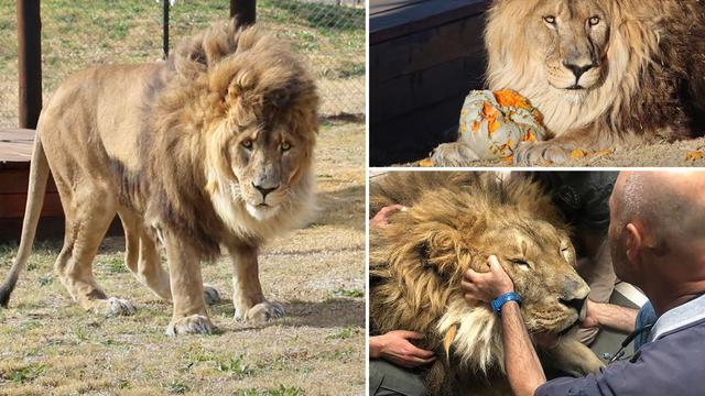 Ruben Singa Paling kesepian di Dunia dok. X@Nypost/https://twitter.com/nypost/status/1698769224666144783/photo/1//Winda Syifa Sahira)