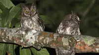 Celepuk Rinjani, burung hantu endemik Pulau Lombok, NTB. (dok. Dinas Lingkungan Hidup dan Kehutanan NTB)