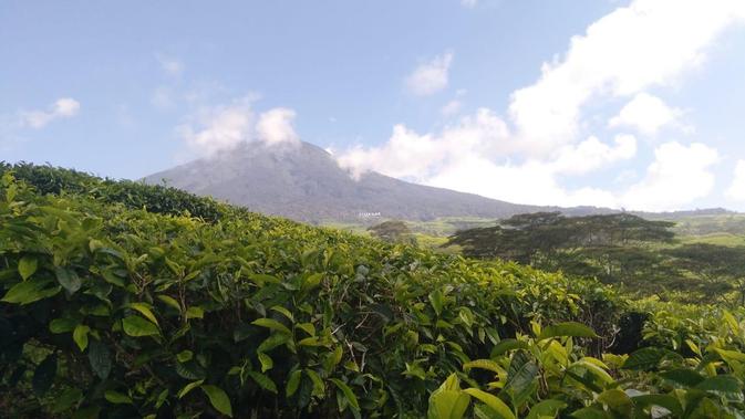 Berita Gunung Dempo Pagar Alam Hari Ini Kabar Terbaru Terkini Liputan6 Com Video cewek montok remas remas nenen. liputan6 com
