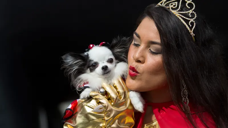 Aneka Gaya Anjing yang Lucu dan Menggemaskan di Karnaval Blocao