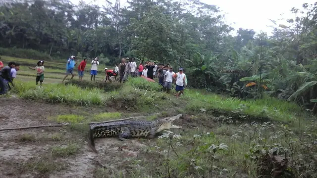 Buaya terdampar di persawahan desa Kedungwinangun Kecamatan Klirong Oktober lalu. (Foto: Liputan6.com/Muhamad Ridlo)