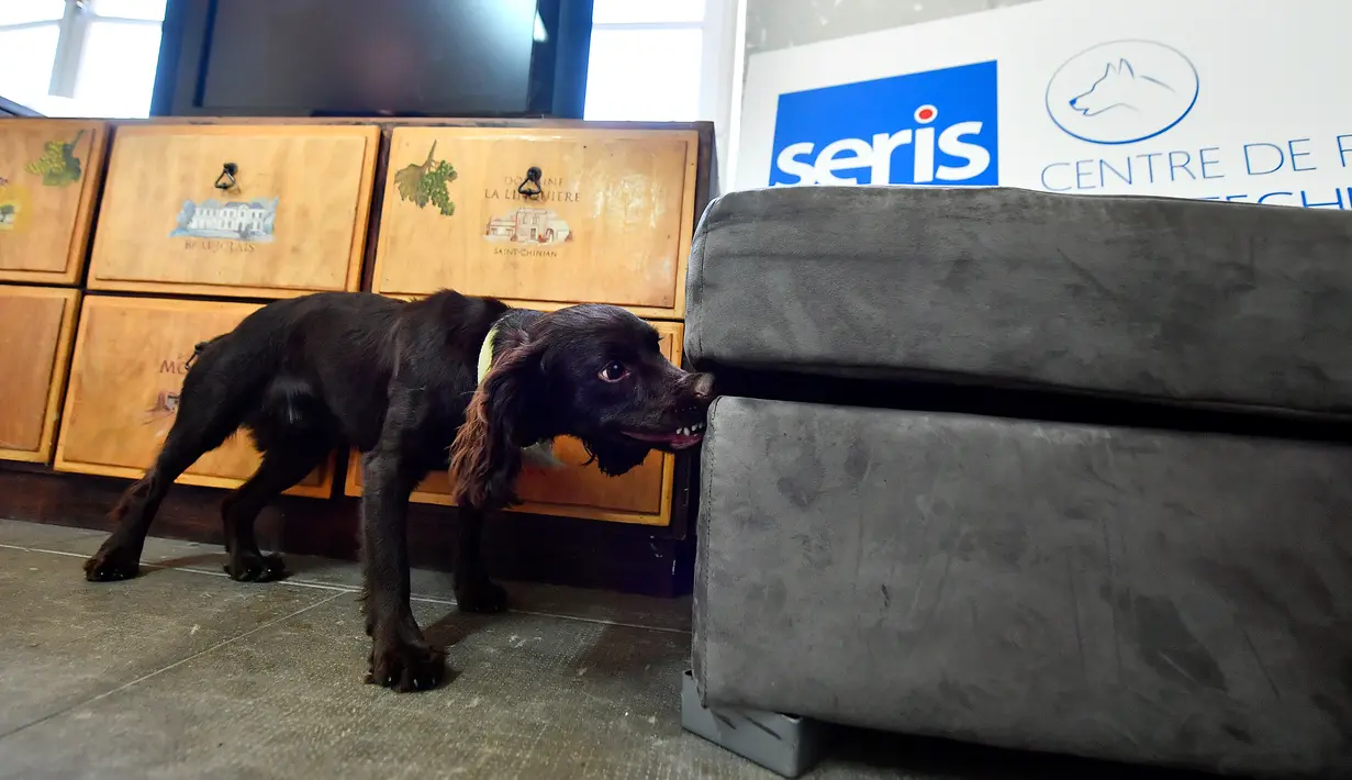 Seekor anjing bernama Nova mengendus lokasi sarang kutu busuk selama pelatihan di bekas kompleks militer di Magnac-Laval, Prancis, 15 Juli 2019. Anjing jantan berusia 15 bulan ini dapat mendeteksi sarang kutu busuk dengan cepat untuk dilakukan proses disinfeksi. (GEORGES GOBET / AFP)