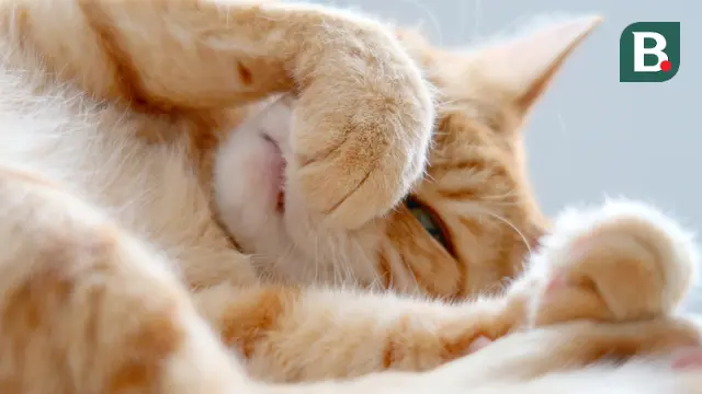 Hidung Kucing