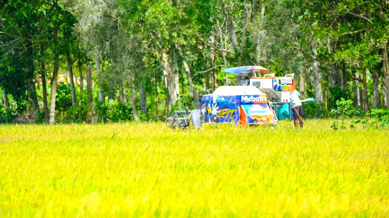 Produktivitas panen padi kedua petani di area sawah Desa Kedung Rawa Sidoarjo naik signifikan dibanding sebelumnya.