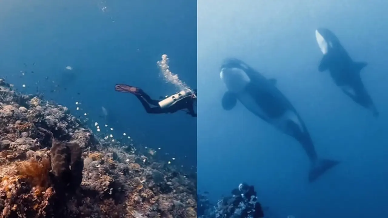 Kisah Penyelam Abadikan Momen Langka nan Menakjubkan Bertemu Paus Orca di Perairan Sulawesi Utara