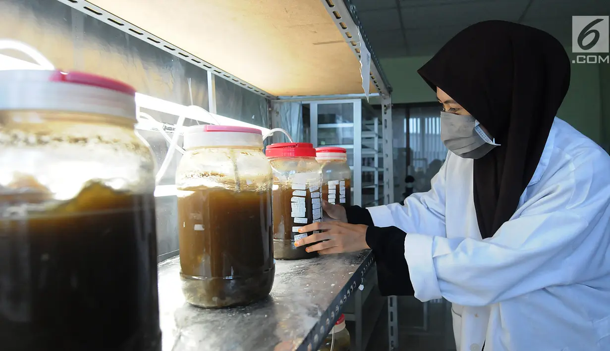 Peneliti mengecek tabung berisi mikroorganisme bawah laut di Laboratorium BPPT, Serpong, Tangsel, Banten, Kamis (10/1). Penelitian tersebut merupakan langkah awal bagi pengembangan energi alternatif di Indonesia. (Merdeka.com/Arie Basuki)