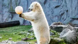 Beruang kutub "Nanook" bermain dengan bola saat merayakan ulang tahun pertamanya di kebun binatang di Gelsenkirchen, Jerman barat (4/12). (AFP Photo/dpa/Marcel Kusch)