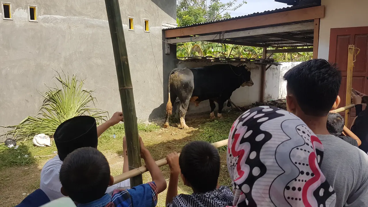 Penjaga Sapi Kurban Jokowi di Polewali Mandar Tak Tidur 2 Hari