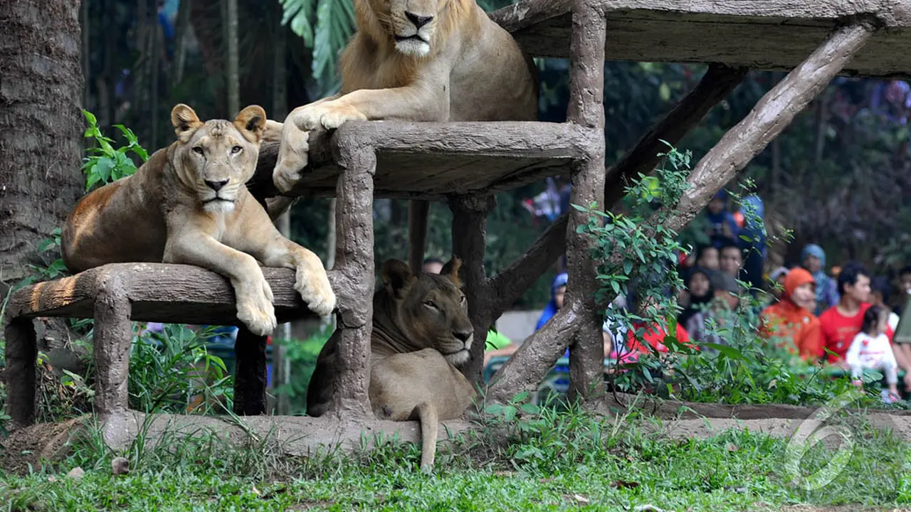 Taman Margasatwa Ragunan Buka Lowongan Kerja untuk Lulusan SMA-S1