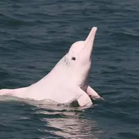 Jumlah populasi makin menurun, mungkin sekarang jadi waktu paling tepat untuk bersua dengan lumba-lumba pink.