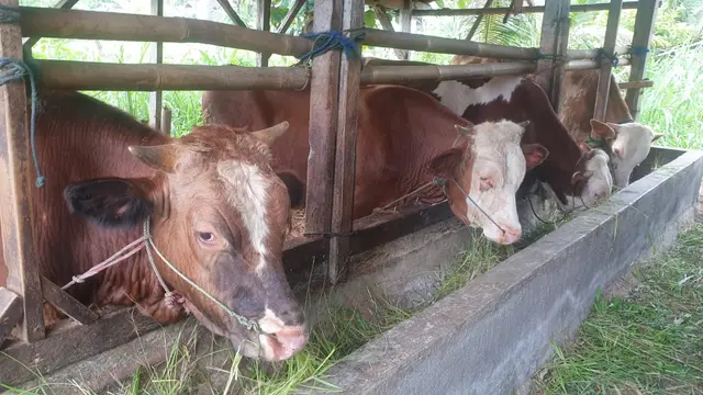 Beberapa sapi di salah satu kandang milik petani di wilayah Garut, Jawa Barat, yang diperuntukan untuk hewan kurban menjelang Idul Adha 1443 H tahun ini. (Liputan6.com/Jayadi Supriadin)
