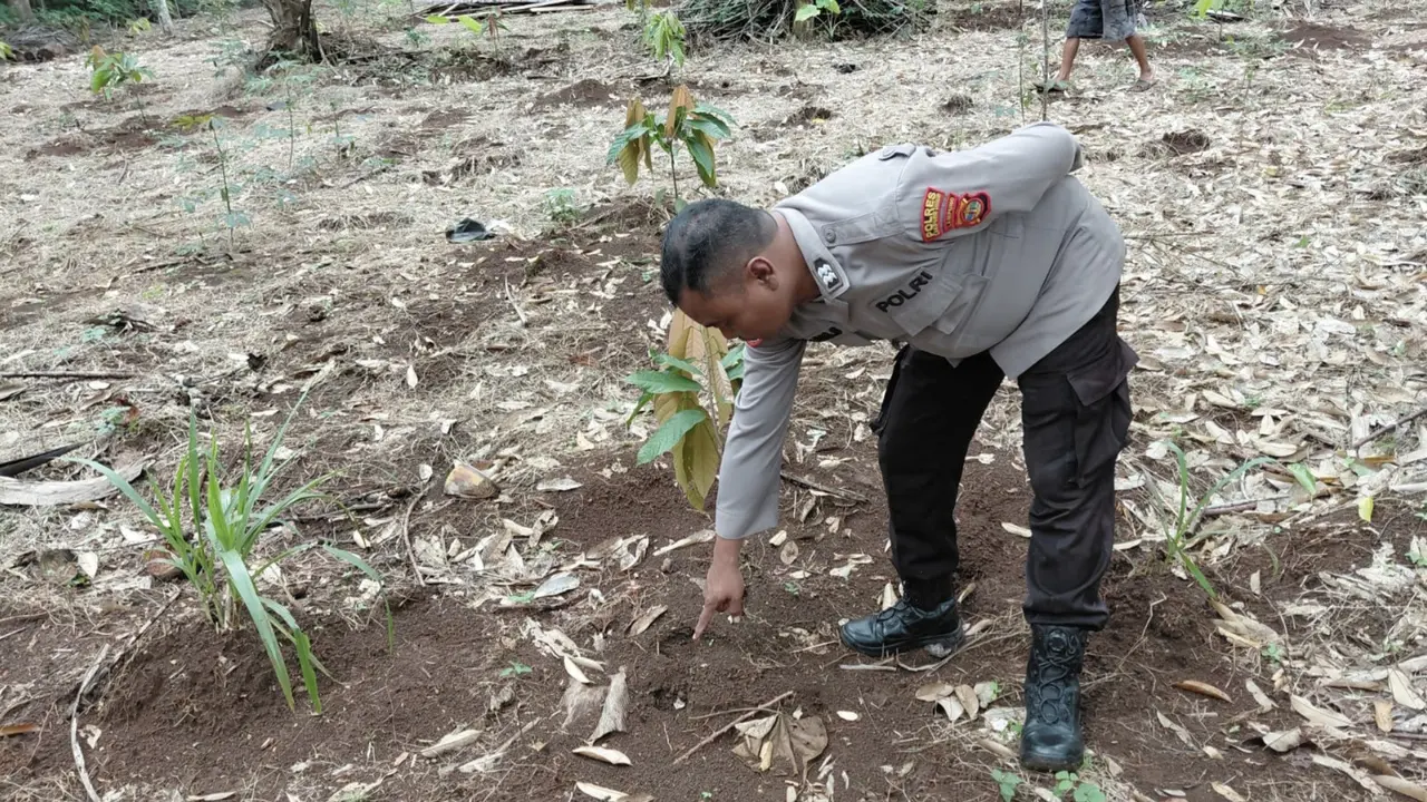 Jejak kaki diduga Harimau Sumatera di Lampung Timur. (Istimewa)